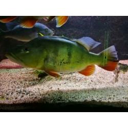Aangeboden mooi bestand Ciclas en Arowana