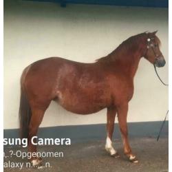Te koop welsh B keur merrie 1.32