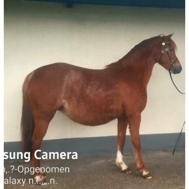 Te koop welsh B keur merrie 1.32