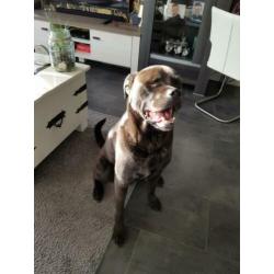 Te koop lieve kruizing rottweiler en buldog