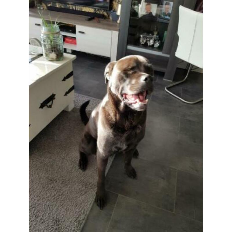 Te koop lieve kruizing rottweiler en buldog