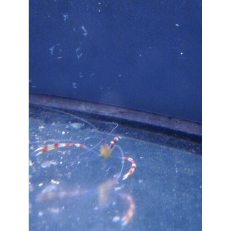 Stenopus cyanoscelis