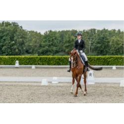 First Boy Dressuur paard