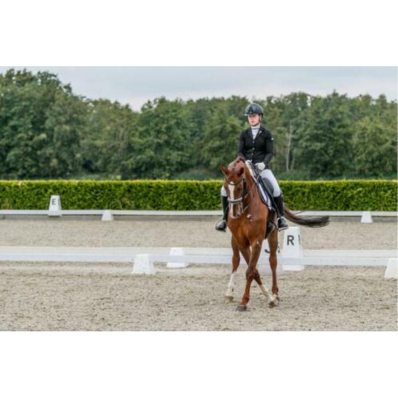 First Boy Dressuur paard