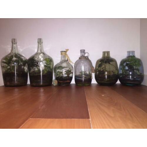 Planten terrarium ecosysteem boitoop flessen tuin