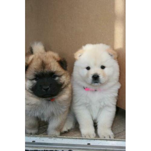 Prachtige pups, puppy's, puppies Chow Chow x Eurasier