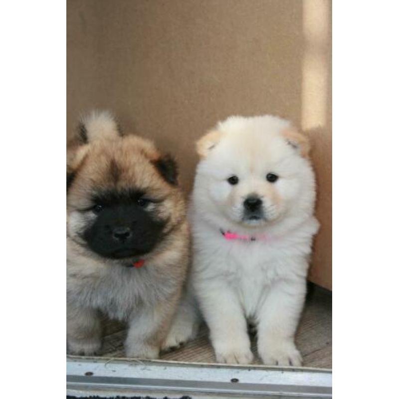 Prachtige pups, puppy's, puppies Chow Chow x Eurasier