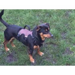 Animal in need: Ruben, in NL te bezoeken!