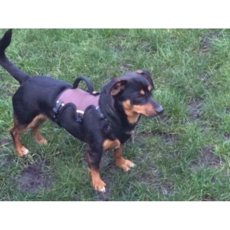 Animal in need: Ruben, in NL te bezoeken!