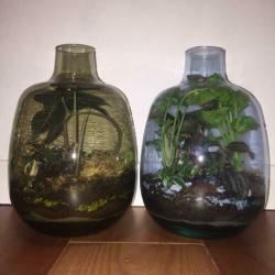 Planten terrarium ecosysteem boitoop flessen tuin