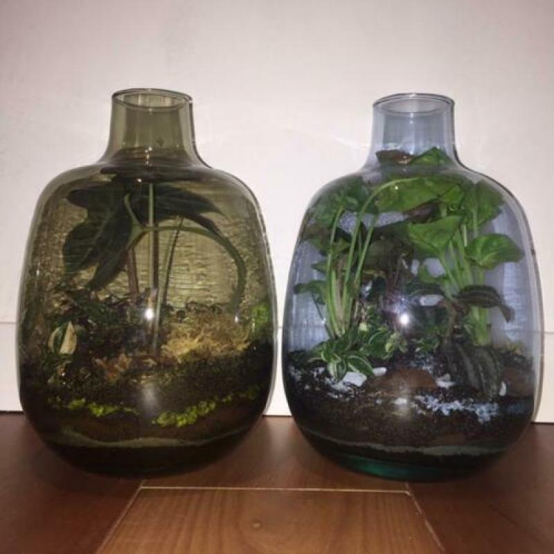 Planten terrarium ecosysteem boitoop flessen tuin