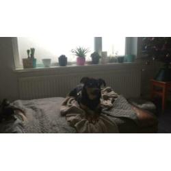 Animal in need: Ruben, in NL te bezoeken!