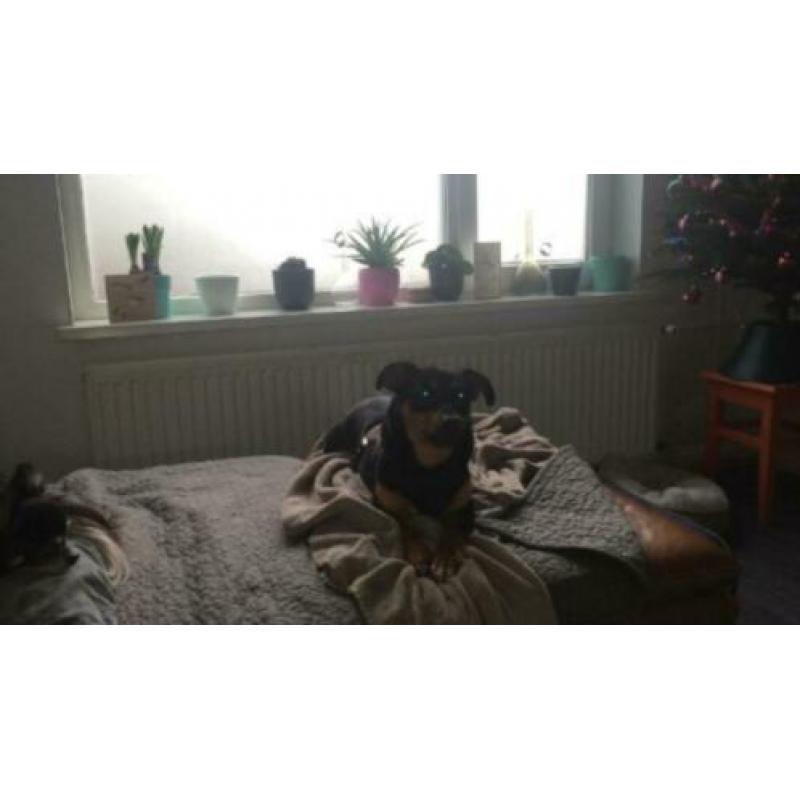 Animal in need: Ruben, in NL te bezoeken!