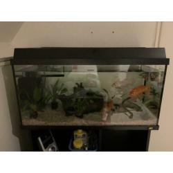 Mooi en goedkoop juwel aquarium