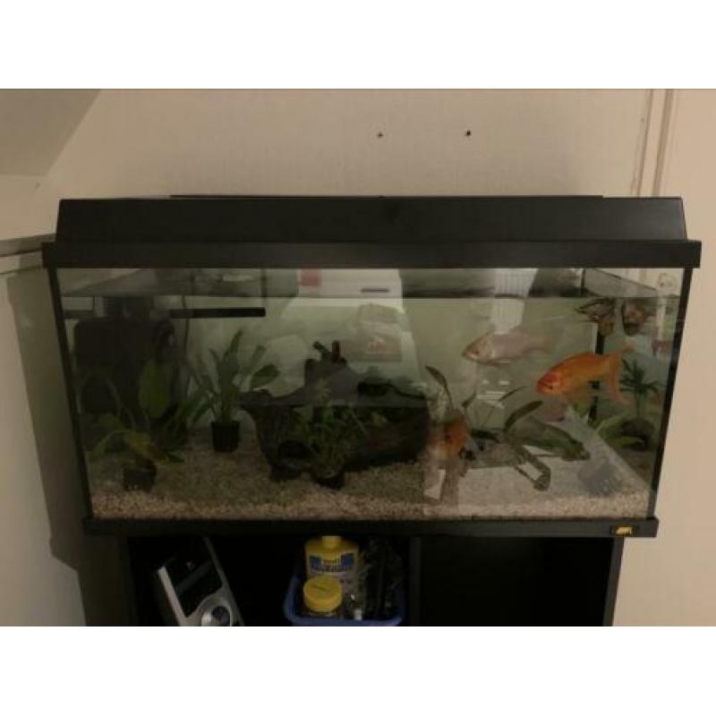 Mooi en goedkoop juwel aquarium