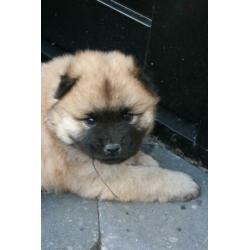 Prachtige pups, puppy's, puppies Chow Chow x Eurasier