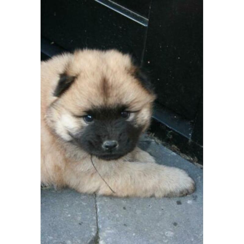 Prachtige pups, puppy's, puppies Chow Chow x Eurasier