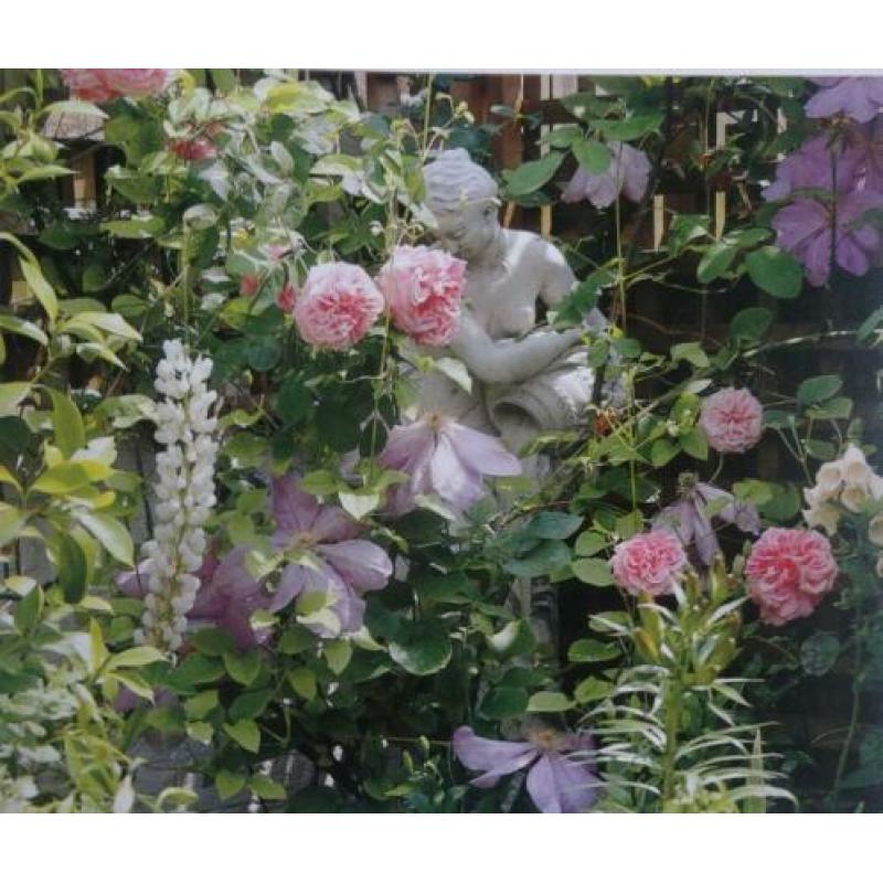 DE TUIN * Peter Mc Hoy *