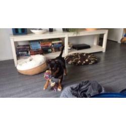 Animal in need: Ruben, in NL te bezoeken!