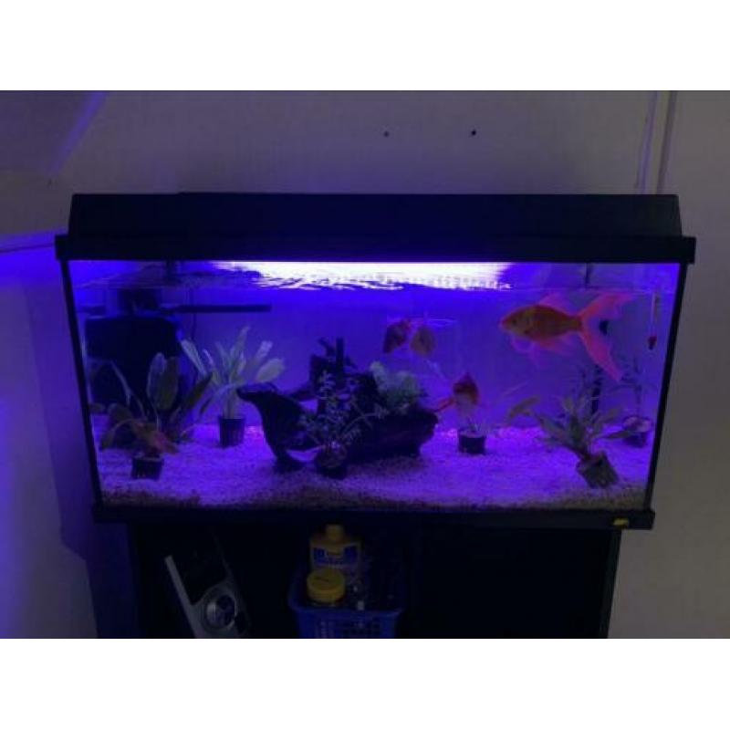 Mooi en goedkoop juwel aquarium