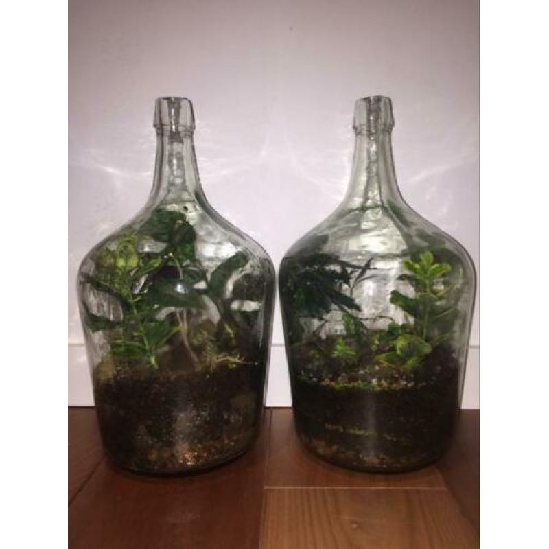 Planten terrarium ecosysteem boitoop flessen tuin