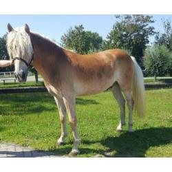 Super leuke & lieve kinderpony
