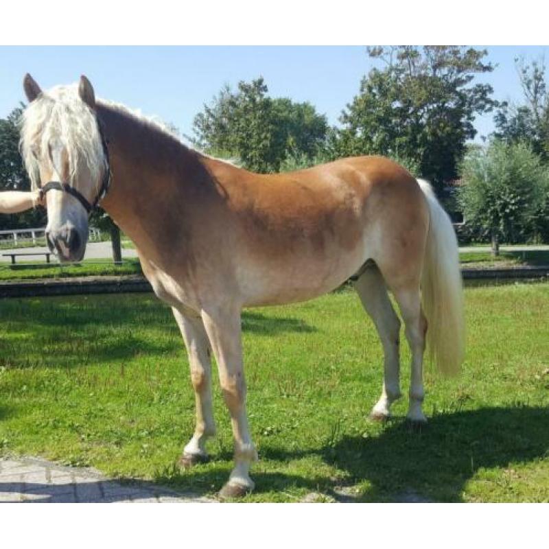 Super leuke & lieve kinderpony