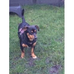 Animal in need: Ruben, in NL te bezoeken!