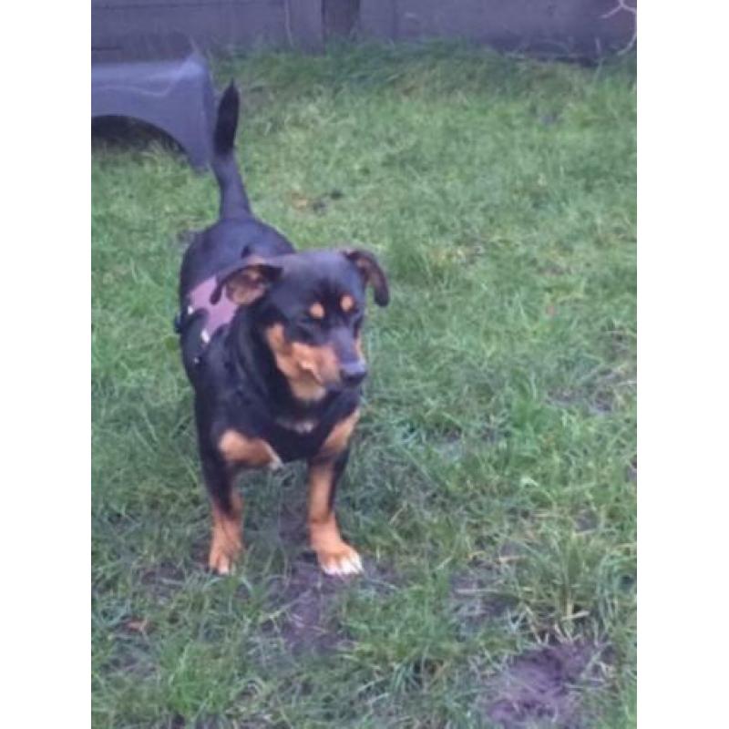 Animal in need: Ruben, in NL te bezoeken!
