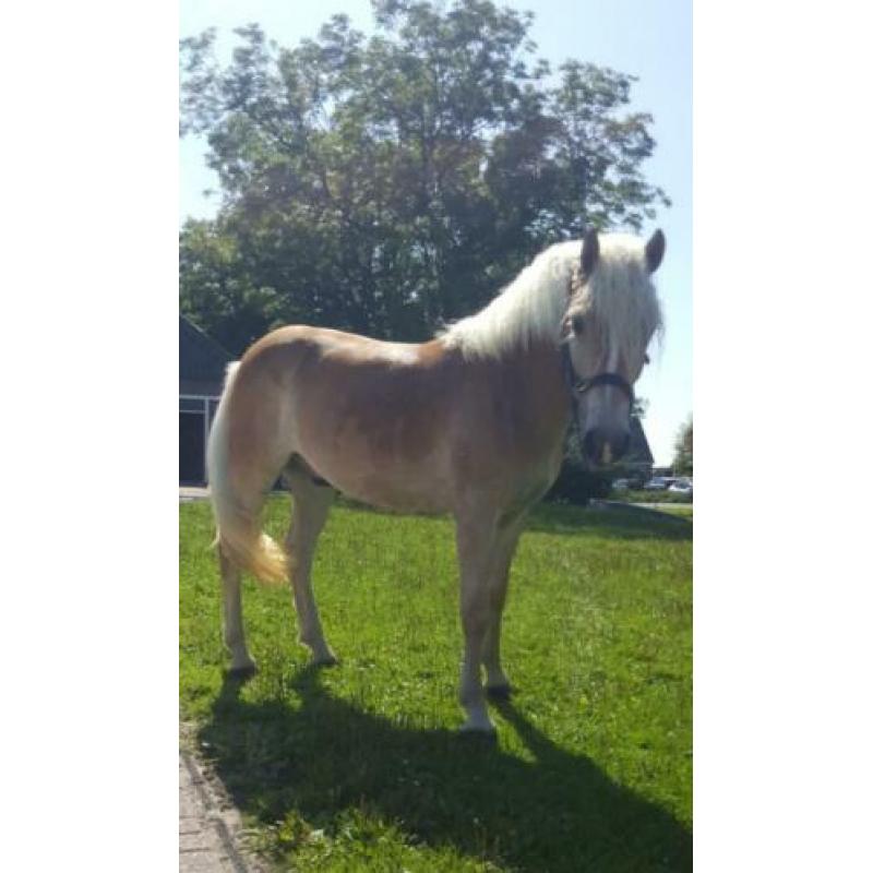 Super leuke & lieve kinderpony