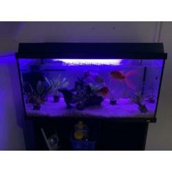 Mooi en goedkoop juwel aquarium