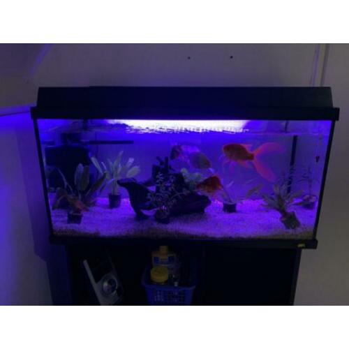 Mooi en goedkoop juwel aquarium