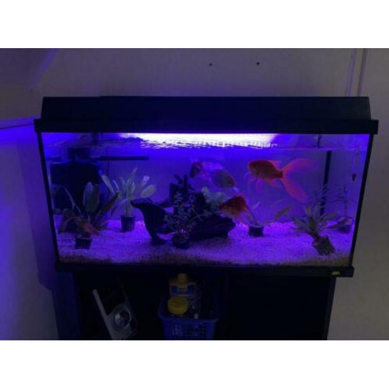 Mooi en goedkoop juwel aquarium