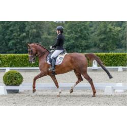 First Boy Dressuur paard