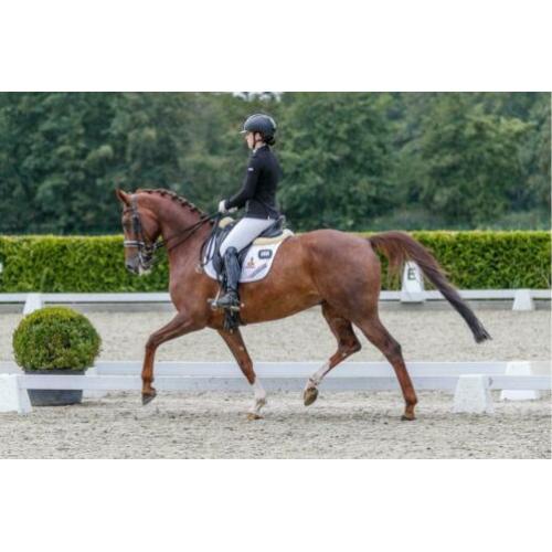 First Boy Dressuur paard
