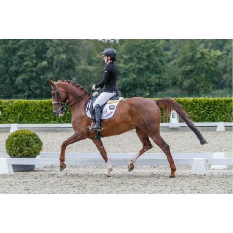 First Boy Dressuur paard