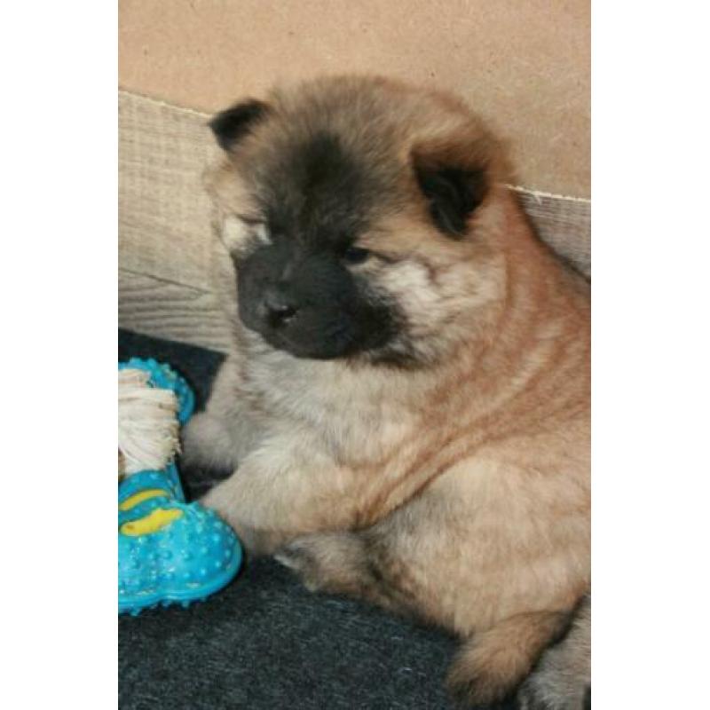 Prachtige pups, puppy's, puppies Chow Chow x Eurasier