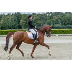 First Boy Dressuur paard