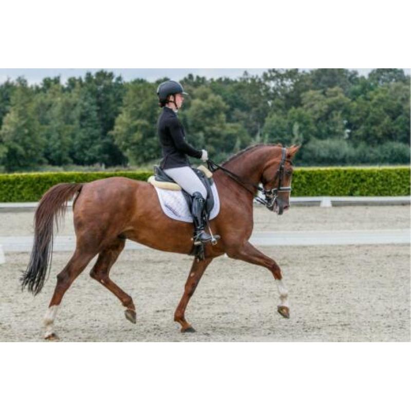 First Boy Dressuur paard