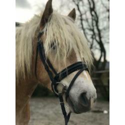 Super leuke & lieve kinderpony