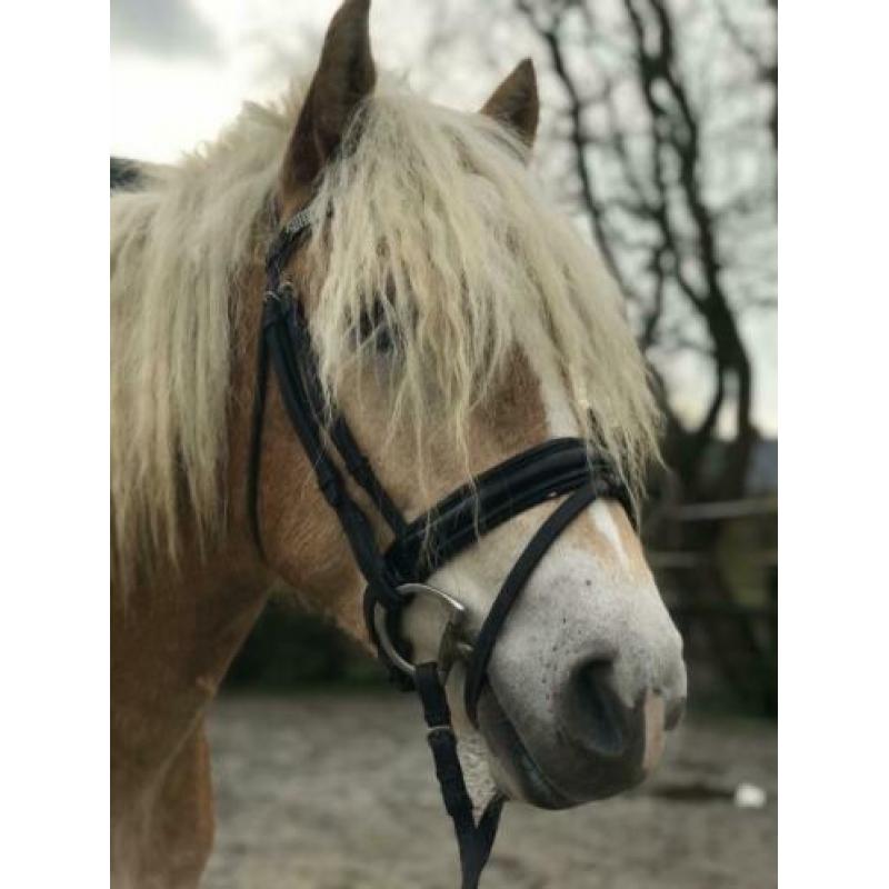 Super leuke & lieve kinderpony