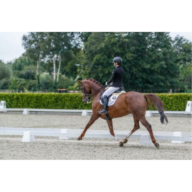 First Boy Dressuur paard