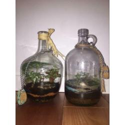 Planten terrarium ecosysteem boitoop flessen tuin