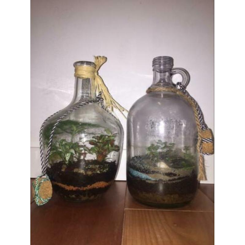 Planten terrarium ecosysteem boitoop flessen tuin