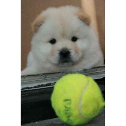 Prachtige pups, puppy's, puppies Chow Chow x Eurasier