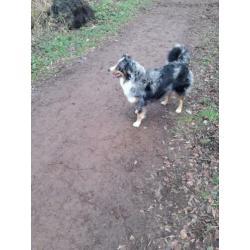 Nest aankondiging australian shepherd