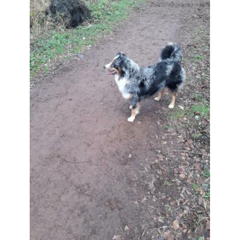 Nest aankondiging australian shepherd