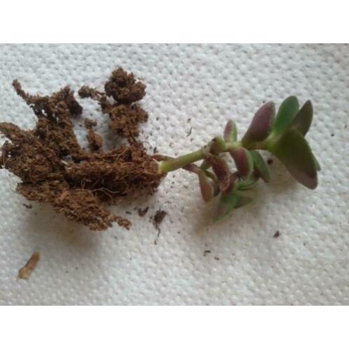 Crassula ovata plantjes - Jadeplant