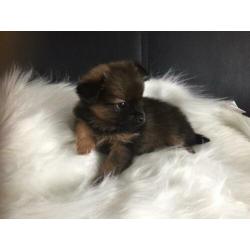 Pomchi pups. Nog 4 reutjes te koop