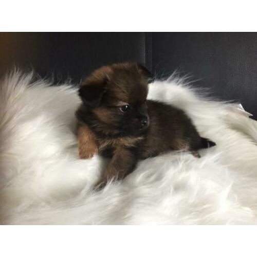 Pomchi pups. Nog 4 reutjes te koop